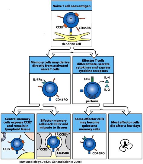 7. T cell differentiation into CM and EM subsets. This figure displays ...