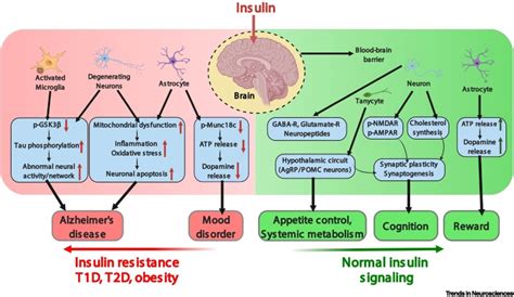 Insulin action in the brain: cell types, circuits, and diseases: Trends ...