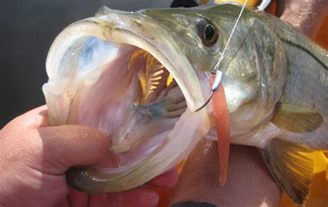 6 Tips for Beach Snook Fishing - The Intrepid Angler