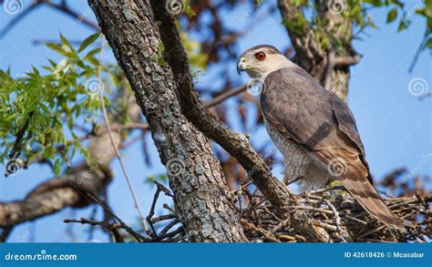 Cooper s Hawk Nesting stock photo. Image of prey, feather - 42618426