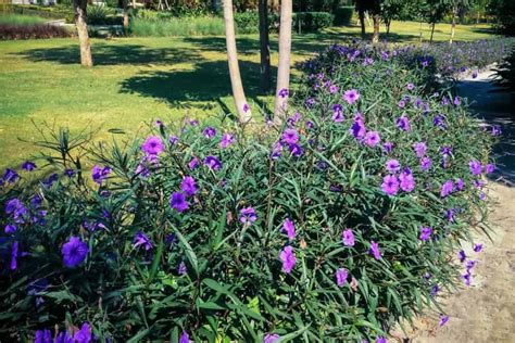 How to Plant Mexican Petunia? (Complete Growing & Care Tips)