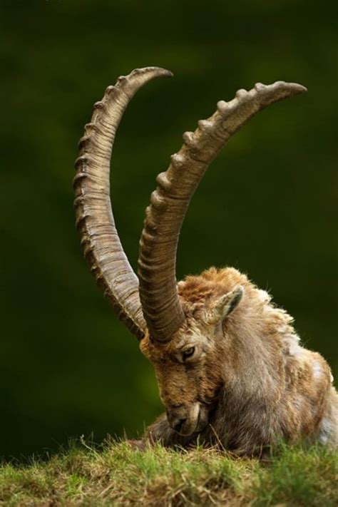 40 Beautiful Pictures of African Animals with Horns