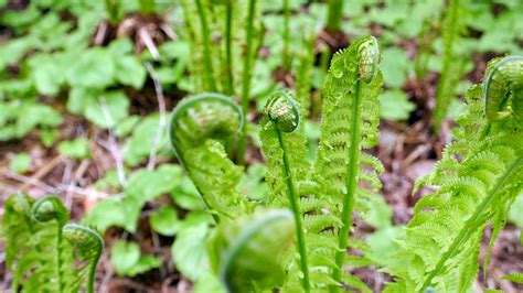 fiddlehead identification