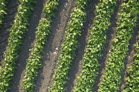 Soy Bean Field Stock Photos, Images and Backgrounds for Free Download