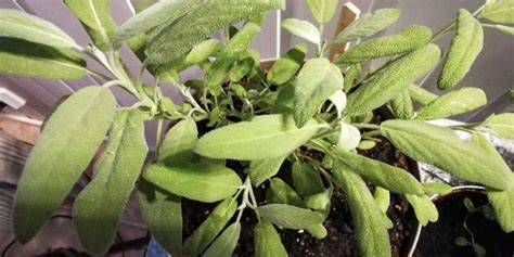 Growing sage indoors (method, care & harvest) - Nordic Lavender