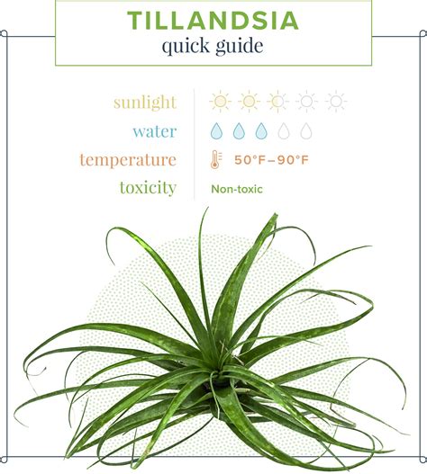 Air Plant Care Guide: Growing Information + Tips - ProFlowers Blog