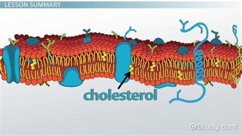 Dwayne Alvarez: What Is A Cell Membrane Simple Definition