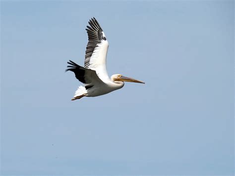 Pelican Flight Pelecanus - Free photo on Pixabay - Pixabay