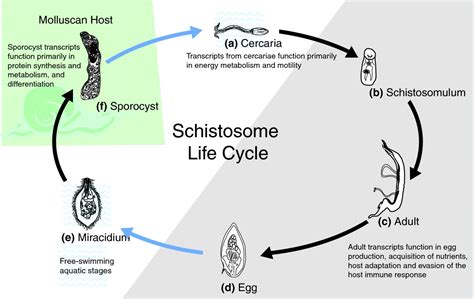 Gene expression patterns during adaptation of a helminth parasite to ...