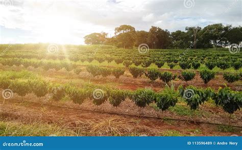 Plantation - Sunlight at the Coffee Plantation Landscape - Brazil Stock ...