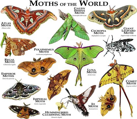 Buy Moths of the World Poster Print Online in India - Etsy | Moth ...