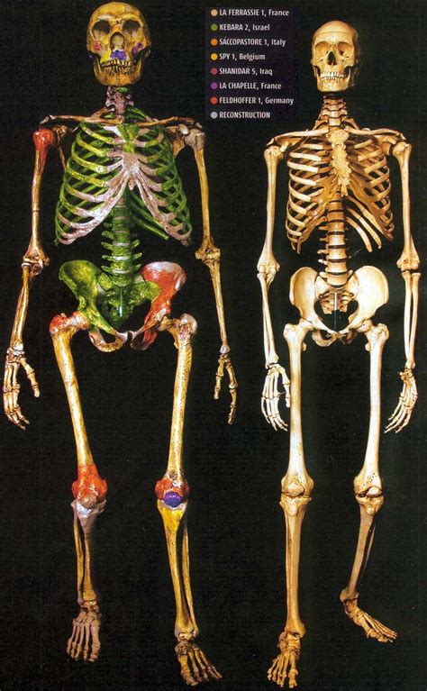 Other Mousterian (Neanderthal) Sites and Artefacts