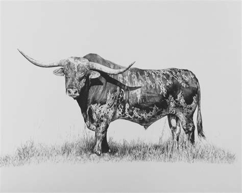 how to draw longhorn Longhorn coloring texas drawing pages draw ...