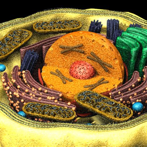 human cell 3d model