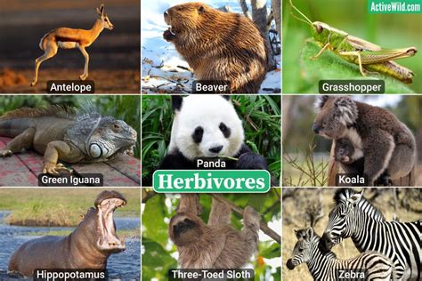 Herbivorous Animals