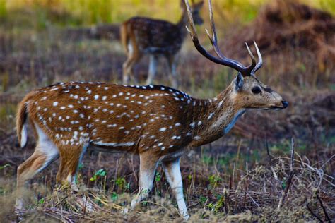 Chital (Spotted Deer) – SibaPhotography