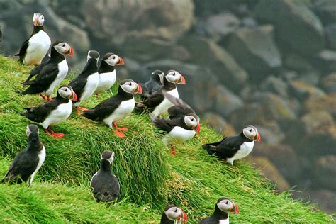 - Iceland 24 - Iceland Travel and Info Guide : Birdwatching in Iceland