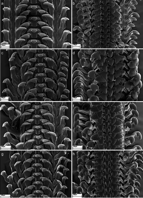 Radula. a. Radula segment of B. laodelectata n. sp. (Paratype, ZMB ...