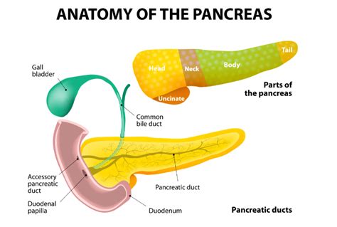 PANCREAS Diagram | Quizlet