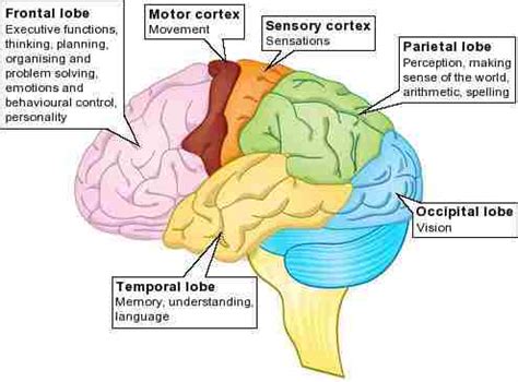 Cerebral Cortex Lobes And Functions