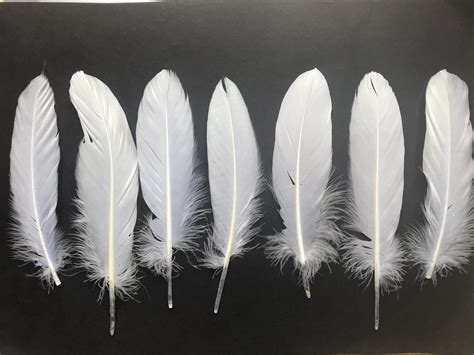 50 x Large Natural White Goose Feathers Seconds | Etsy in 2021 | Goose ...