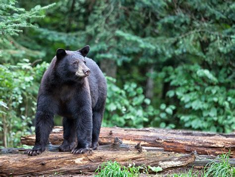 REMINDER: Bear Aware Webinar April 19 | Wisconsin DNR