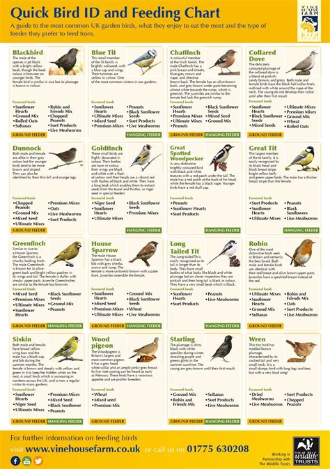 A Quick Guide to Feeding Wild Birds in the UK (Infographic) | Common ...