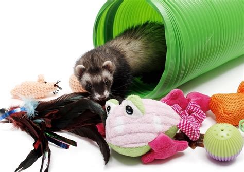 Top 10 Best Ferret Toys That You Can Buy - Reviews 2019