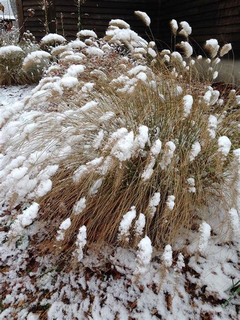 Ornamental Grass in Winter Photograph by Diane Dobrowolski - Fine Art ...