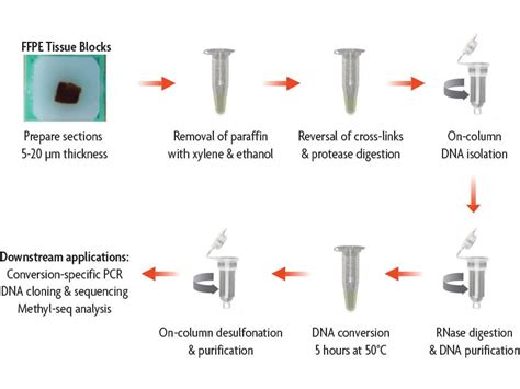 ffpe tissue block | Tissue, Dna cloning, Paraffin