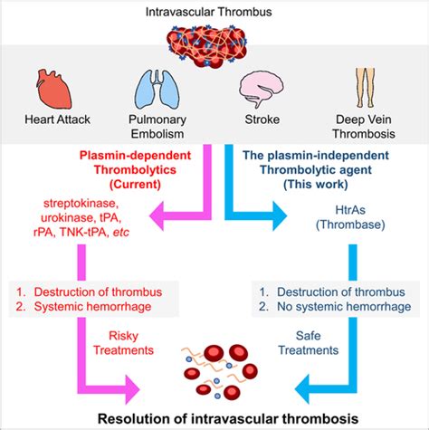 Identification and Characterization of Plasmin-Independent Thrombolytic ...