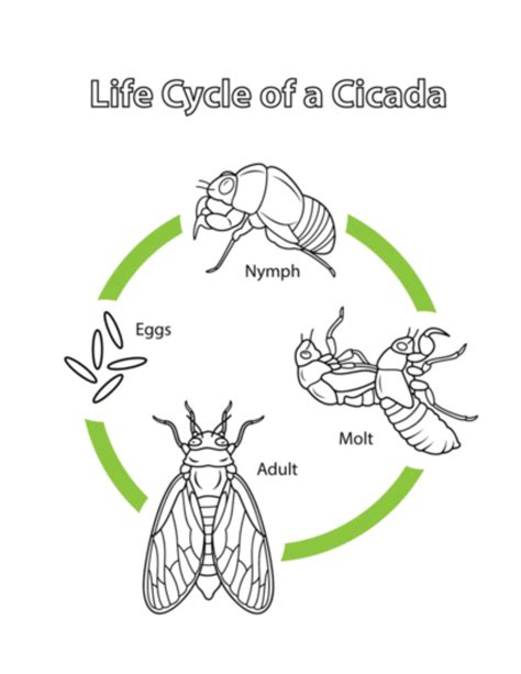 Cicada Life Cycle Stages