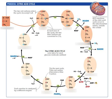 The Citric Acid Cycle Diagram Diagram | Quizlet