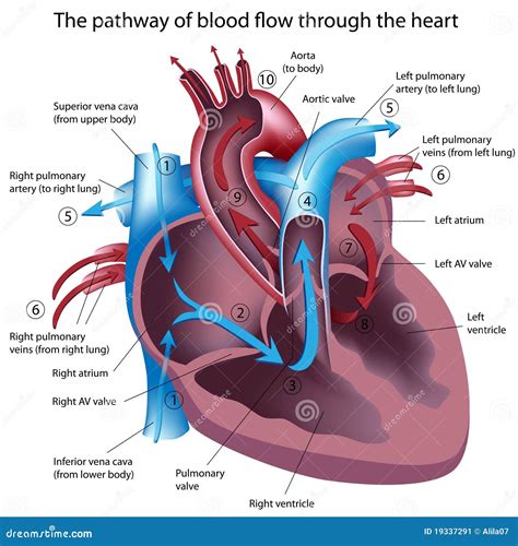 Human Heart Blood Flow Animation