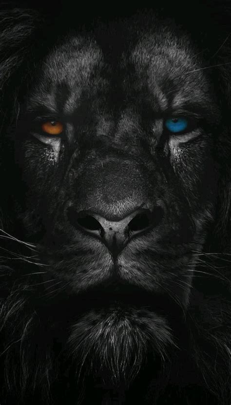 300+ Wallpaper Hd Black Lion free Download - MyWeb