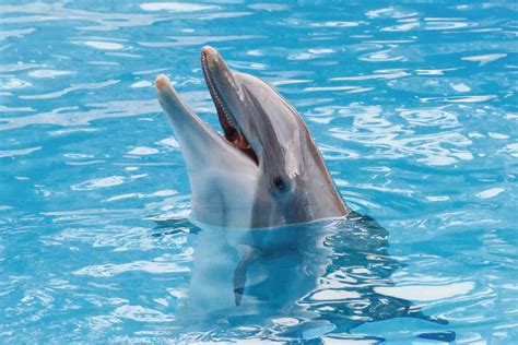 Dolphin Facts: Habitat, Behavior, Diet