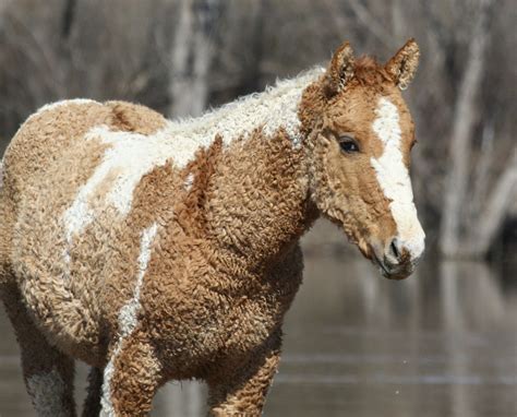 Behind America’s Most Unique Breed: The Bashkir Curly Horse – Horse Spirit