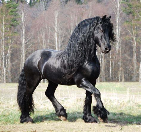 3+ Friesian Horse Colors: Which Color Do You Like The Most? | Caballo ...