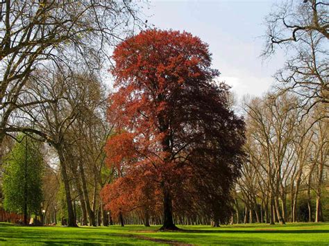 Five Common Varieties of Beech Trees