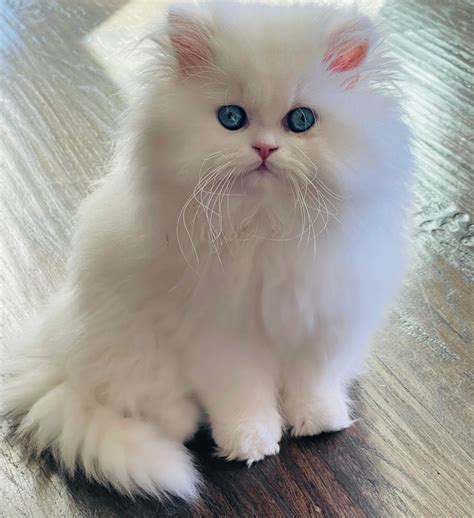 Persiankittenpals - White Persian Kittens for Sale