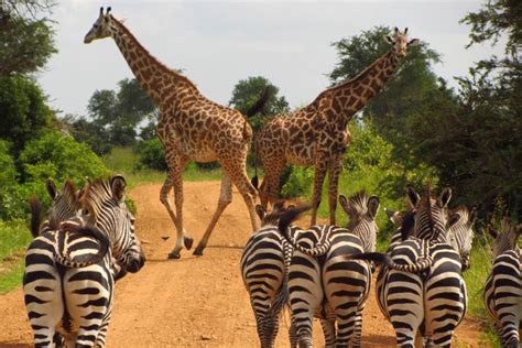 10 Days Lake Manyara, Ngorongoro, Serengeti & Zanzibar safari tour