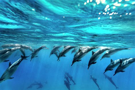 Dolphin Dive Photograph by Sean Davey