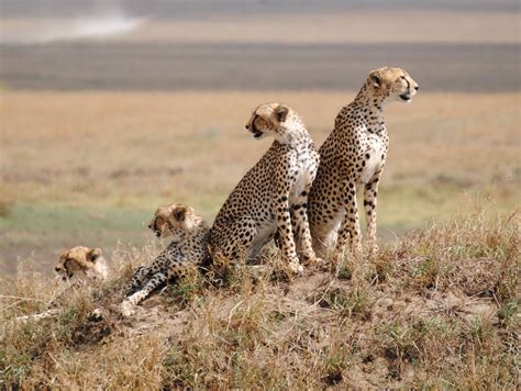 Serengeti National park - Tanzania Safari Tours | Tanzania National Parks