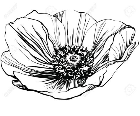 Poppy tattoo | Poppy drawing, Flower drawing, Flower line drawings