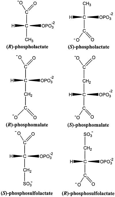 Phosphate esters of 2-hydroxyacids. The phosphate ester of d-lactate is ...