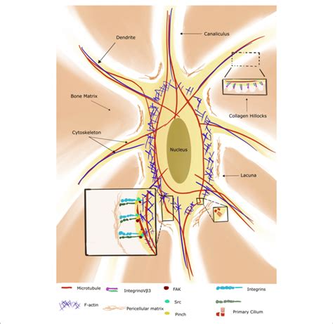 | Illustration of an osteocyte with its lacuno-canalicular system ...