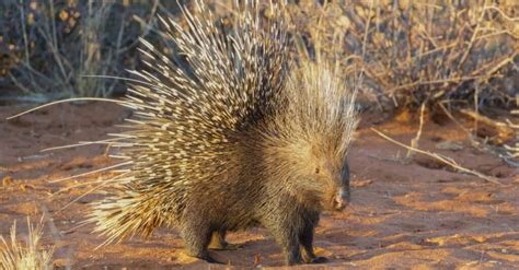 10 Incredible Porcupine Facts - WikiPoint - Wiki Point