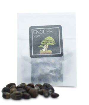 Empress Tree Seeds — Yugen Bonsai - Premium Bonsai Sets, Seeds and Pots