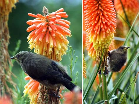 Bellbird feeding in the Herbaceous Border, Christchurch Botanic Gardens ...