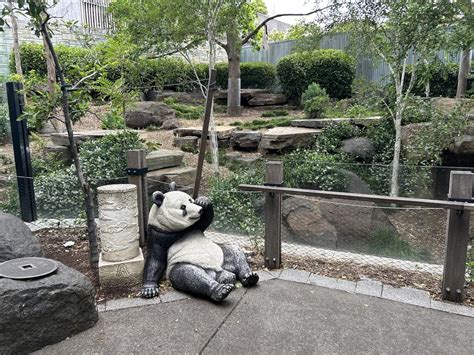 Student rescued after entering Adelaide Zoo panda enclosure to retrieve ...